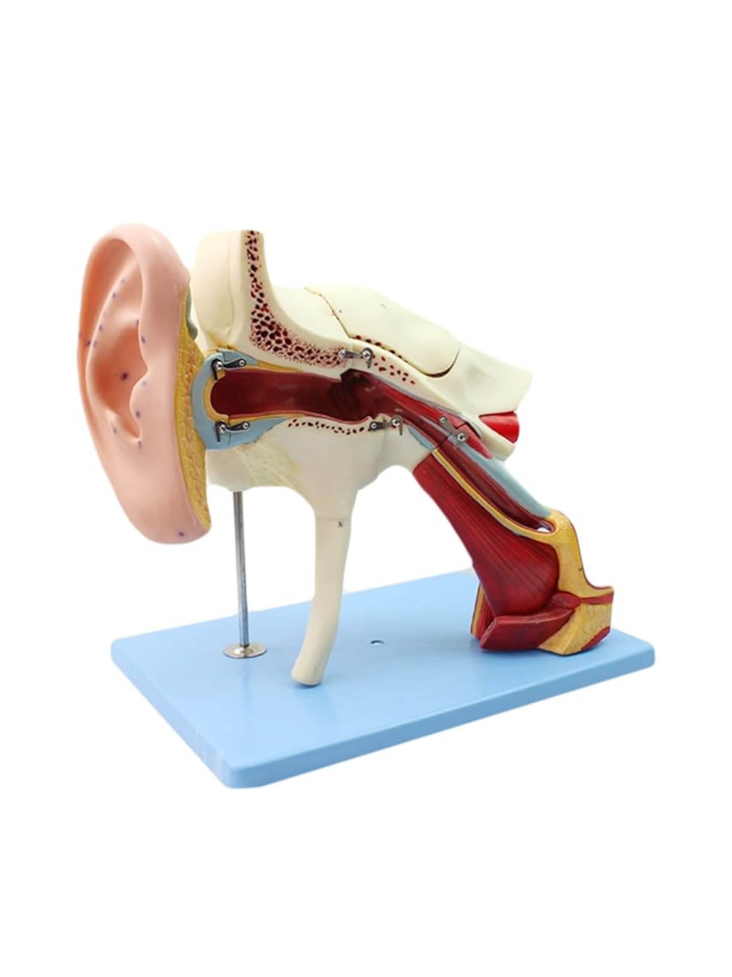 An Anatomical Model for The Medical Complex